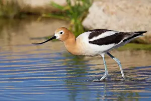 Avocets: American Avocet - in breeding plumage