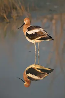 Avocets: American Avocet in breeding plumage - recruvirostra