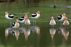 Avocets: American Avocet - flock resting in Madison River