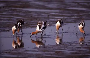 Avocet: AMERICAN AVOCET - group feeding on shore