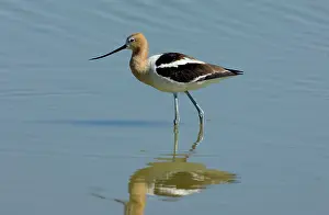 Recurvirostridae: American Avocet (Recurvirostra americana)