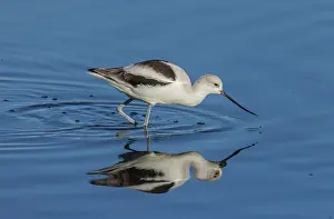 Migrating: American avocet, Recurvirostra americana, feedin