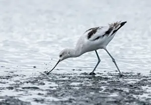 Avocet: American avocet, Recurvirostra americana, feeding