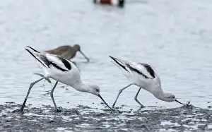 Avocet: American avocet, Recurvirostra americana, feeding