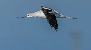Migrating: American avocet, Recurvirostra americana, in fli