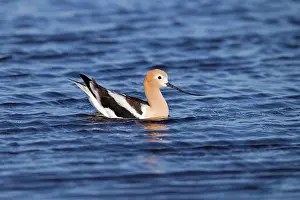 Avocets: American Avocet - on the water - in breeding plumage