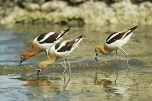 Avocets: American Avocets feeding in shallow water