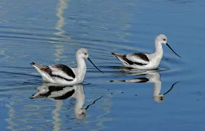 Migrating: American avocets, Recurvirostra americana, in ca