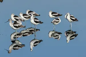 Migrating: American avocets, Recurvirostra americana, in ca