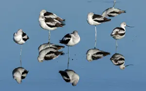Migrating: American avocets, Recurvirostra americana, in ca