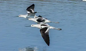 Migrating: American avocets, Recurvirostra americana, in fl