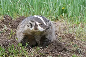 Taxidea: American Badger