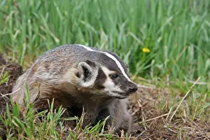 Taxidea: American Badger