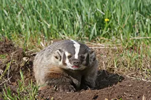 Taxidea: American Badger