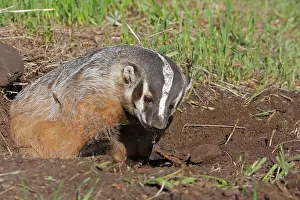 Taxidea: American Badger