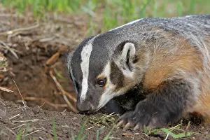 Taxidea: American Badger