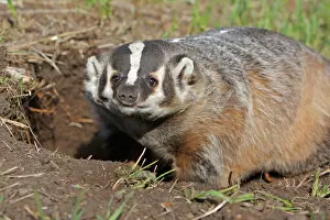 Taxidea: American Badger