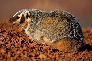 Taxidea: American Badger