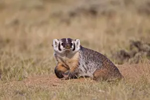 Taxidea: American Badger