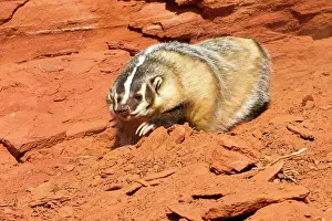 Taxidea: American Badger