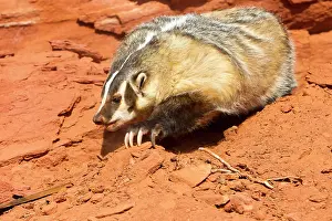 Taxidea: American Badger