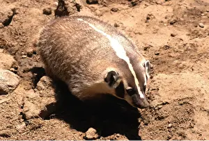 B Moose Peterson: American Badger