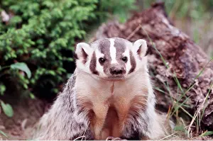 Emerging: AMERICAN BADGER