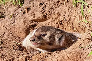 Badger: AMERICAN BADGER