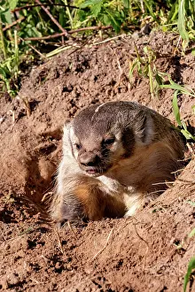 Burrow: AMERICAN BADGER