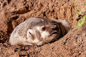 Burrow: AMERICAN BADGER