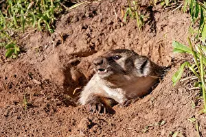 Burrow: AMERICAN BADGER