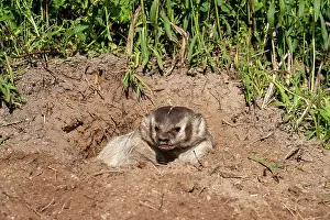 Burrow: AMERICAN BADGER