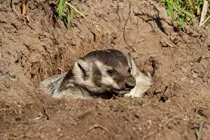 Burrow: AMERICAN BADGER