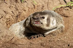Burrow: AMERICAN BADGER