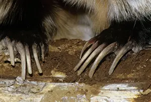 Mary Clay: American Badger - close up of claws