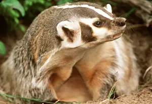 Badger: AMERICAN BADGER - close-up