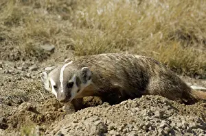 Setts: American Badger - Digging new set