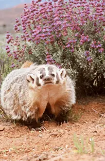 Badgers: AMERICAN BADGER - facing