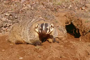 Taxidea: American Badger - and freshly dug burrow