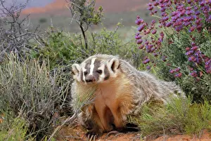 Taxidea: AMERICAN BADGER - in its habitat