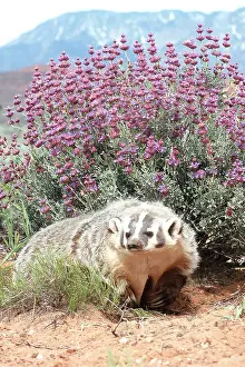Badgers: AMERICAN BADGER - in habitat
