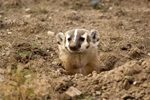 Setts: American Badger - Looking out of newly dug set