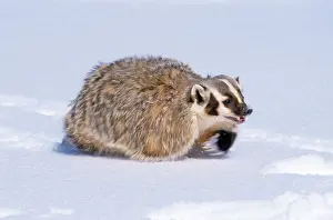 Taxidea: American Badger - running in snow