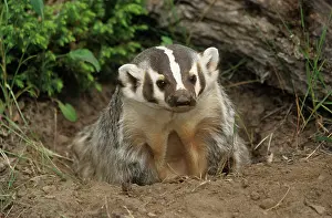 Sets: American Badger - At Set