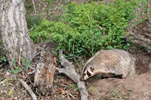 Setts: American Badger - at sett