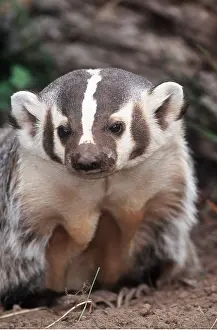 Badger: AMERICAN BADGER - at sett entrance