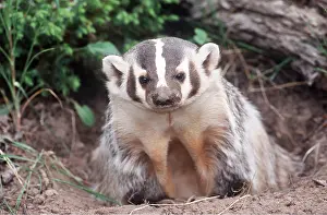 Setts: AMERICAN BADGER - at sett entrance