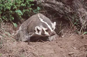 Emerging: AMERICAN BADGER - at sett entrance