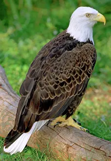 Emblem: American Bald Eagle