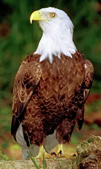 Emblem: American Bald Eagle